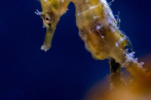 SEA LIFE Sydney Aquarium Entrance Ticket - Accommodation Search 4