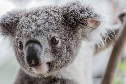 Ultimate Sydney Pass - Accommodation Search 2