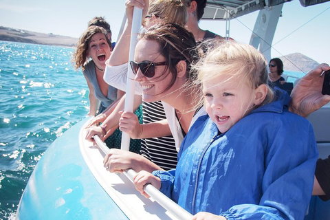 Southern Ocean Adventure From Victor Harbor - Accommodation Search 4