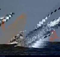 Sydney Harbour Tall Ship Whale  Sail - Whale Watching Cruise - Accommodation Search