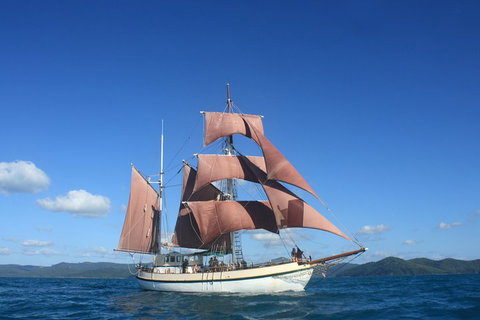 Sydney Harbour Tall Ship Whale & Sail - Whale Watching Cruise - Accommodation Search 1