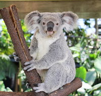 Cairns ZOOM and Wildlife Dome - Accommodation Search