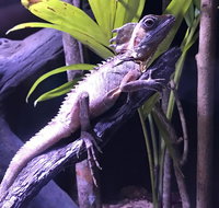 Cairns Aquarium Admission Ticket - Accommodation Search