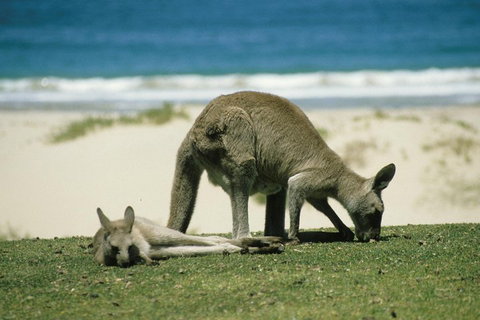 Great Ocean Road Highlights Tour - 2 Days, 1 Night - Accommodation Search 2
